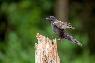 Red Winged Blackbird perched o post