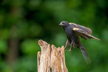Naklejka na ściany i meble blackbird on a fence