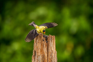 Goldfinch in flight off a post