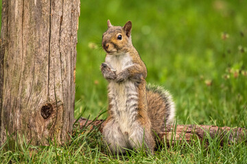 squirrel in the park