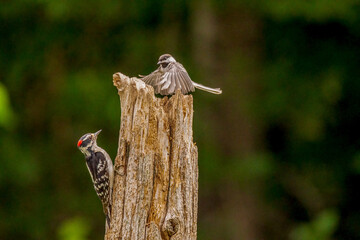 woodpecker on a tree with chickadee