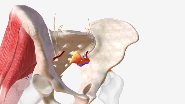 Inferior gluteal vein and nerve and artery .