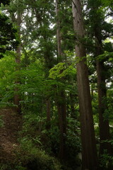 Fujita Memorial Japanese Garden in Hirosaki, Aomori - 青森 弘前 藤田記念庭園