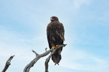 Steppe eagle - Bird of prey perched on a branch