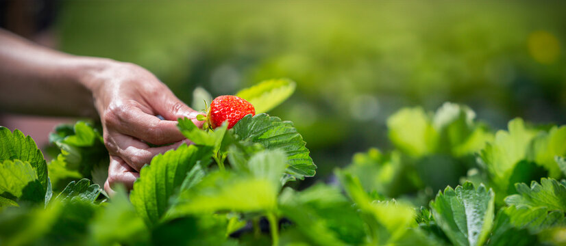 Fresh Organic Strawberries, Handpicking at Strawberry Field in Banner Format with Copyspace