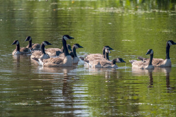 Canada Geese swimming on a pond