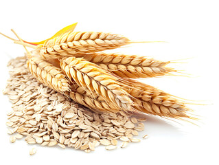 Wheat ears and oat grains isolated on white background.