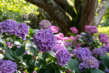 Stunning, colourful mixed flower borders at the RHS Wisley Garden, Surrey UK. The extensive flower beds have mainly perennial plants growing in them.