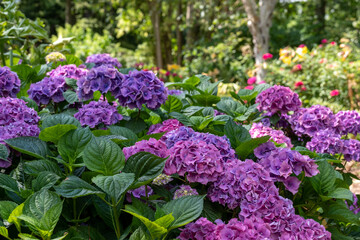 Obraz premium Hydrangeas in pink and purple colours at the RHS Wisley show garden, Surrey, UK, photographed on a sunny summer's day.