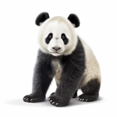 Foto op Plexiglas giant panda on transparent background (png). © I LOVE PNG