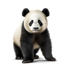Fototapety  giant panda on transparent background