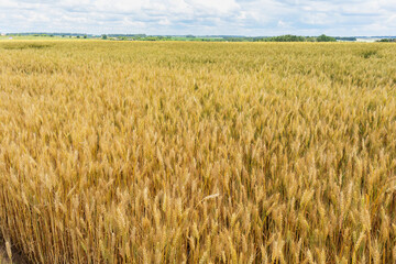 Rural landscape with growing barley in the field
