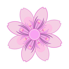 sakura flower vector