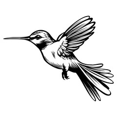 Obraz premium Hummingbird’s silhouette, Hummingbirds mascot logo, Hummingbirds Black and White Animal Symbol Design, Bird icon.