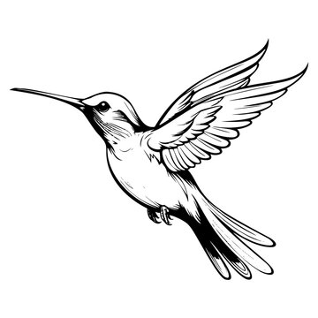 recommend clip art: Hummingbird’s silhouette, Hummingbirds mascot logo, Hummingbirds Black and White Animal Symbol Design, Bird icon.