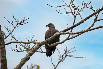Grey headed fish eagle perched on a tree - lonely bird