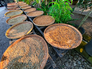 Large piles of unwashed coffee beans collected in woven bamboo containers from civet droppings. The process of making civet coffee or "Kopi Luwak". highly specialized and expensive product. 4k videos