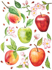 Apple branches with blossom, leaves and fruits set. Watercolor apple fruit and apple bloom isolated on white background. Summer harvest.  Hand drawn illustration.