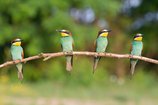Four european bee-eaters - Merops apiaster perched at green background. Photo from Kisújszállás in Hungary.