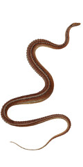 Vintage Snake Animal Scientific Illustration Isolated