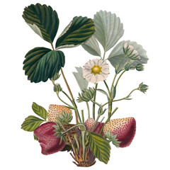 Botany Treasures Strawberry Vintage Botanical Illustration Fruits
