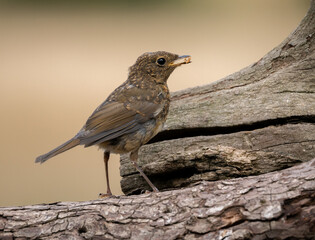 juvenile robin eating