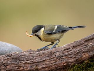 great tit eating worms
