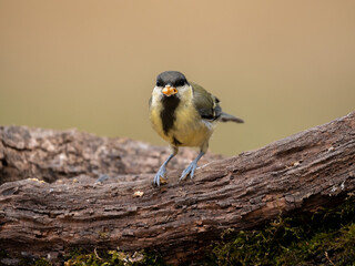 great tit eating