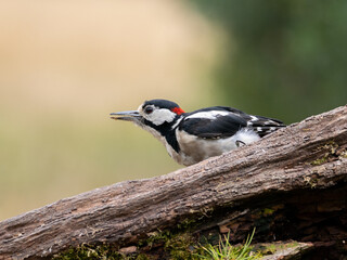 woodpecker on tree