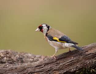 goldfinch on branch
