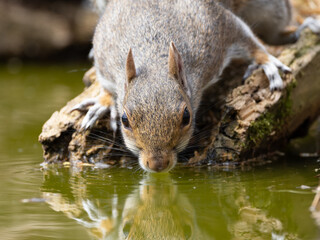 squirrel drinking water