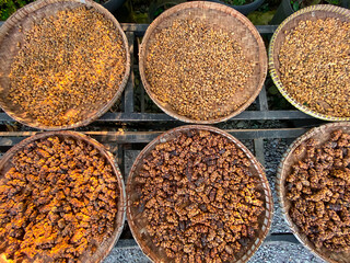 Large piles of unwashed coffee beans collected in woven bamboo containers from civet droppings. The process of making civet coffee or 