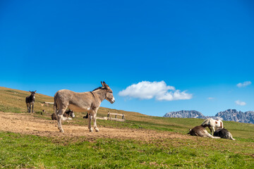 Donkey standing on a meadow against blue sky in summer