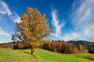 Golden tree in autumn on a hill slope standing in green meadow
