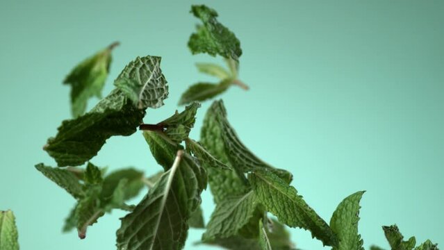 Mint leaves falling in slow motion