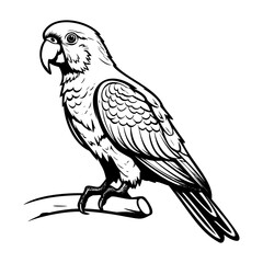 Parrots silhouette, Parrots mascot logo, Parrots Black and White Animal Symbol Design, Bird icon.