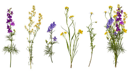 Meadow wildflowers and an example of a bouquet of these flowers. Botanical collection, summer composition.