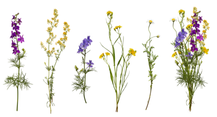 Meadow wildflowers and an example of a bouquet of these flowers. Botanical collection, summer composition.