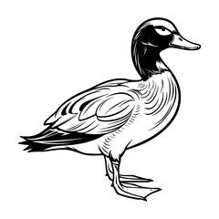 Mallard silhouette, Mallard mascot logo, Mallard Black and White Animal Symbol Design, Bird icon.