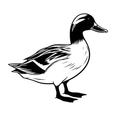 Mallard silhouette, Mallard mascot logo, Mallard Black and White Animal Symbol Design, Bird icon.