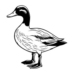 Mallard silhouette, Mallard mascot logo, Mallard Black and White Animal Symbol Design, Bird icon.