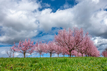 Pink peach blossom trees in green grass field