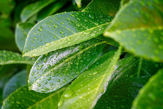 Water drops on green leaves of cherry laurel plant