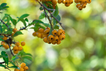 Bunches of yellow berry pyracantha coccinea in autumn garden. Orange fruits of narrow leaf firethorn genus of thorny evergreen shrub from rosaceae family. Designation golden sun. Woolly hedge cluster.