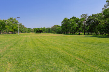 The lawn in the park on a blue sky day