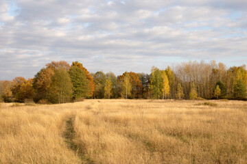 Fototapeta premium Autumn landscape, spacious fields with dense and bright grass