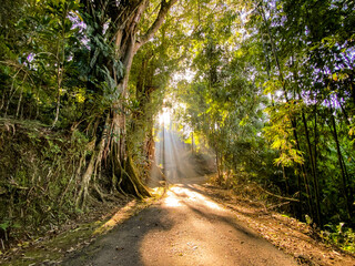 Sun rays break through the foliage of magnificent green tree on the road in the middle of forest. Beautiful summer morning in the forest.Magical summer forest