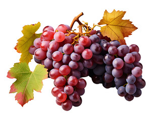 Fototapeta premium A branch of red vine fruits with autumn colored leaves in a vineyard on a transparent background. Generative AI.