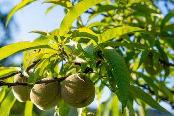 Green peach fruit on tree on peach tree branch closeup. selective focus.