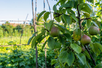 A bunch of pears on the tree. Ripe organic pear varieties in a summer garden.
